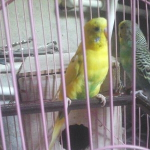 papuqay satilir