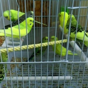 Tutuquwular satilir