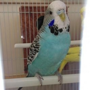 Tutuquwular satilir