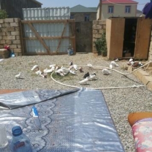 Quşlar