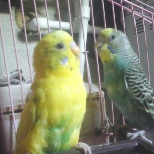 papuqay satilir