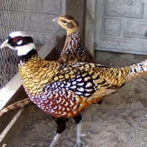 Qırqovul