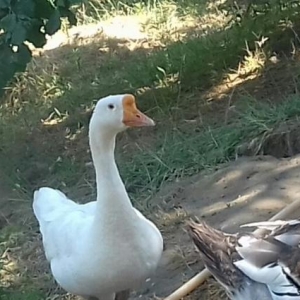 Qaz..
