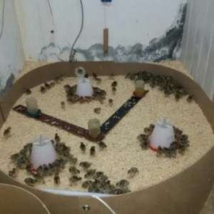 Qırqovul