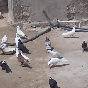 Quşlar