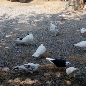 Quşlar