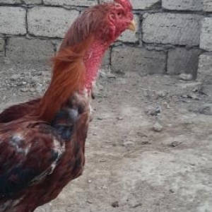 Heyrati