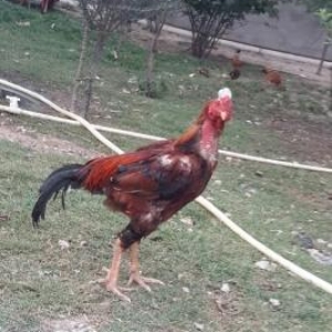 Heyrati