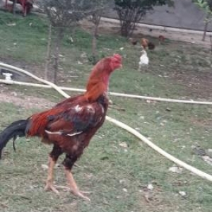 Heyrati