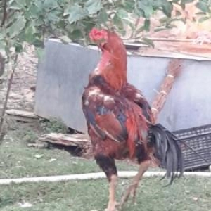 Heyrati