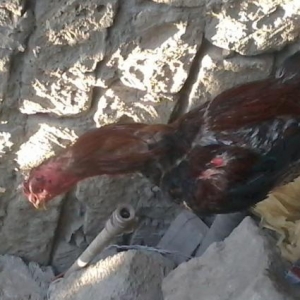 Heyrati xoruz