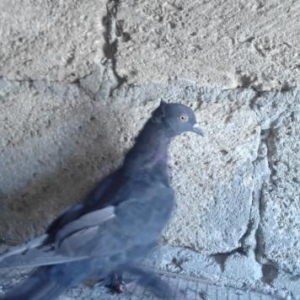 Göyərçin