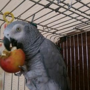papuqay JAKO
