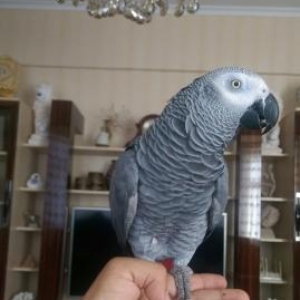 papuqay JAKO