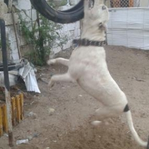 Argentino dog tecili satilir