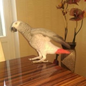 papuqay JAKO