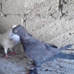 Göyərçin