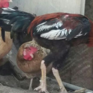 Xoruz satılır