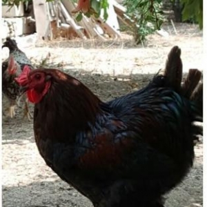 Brama xoruzu