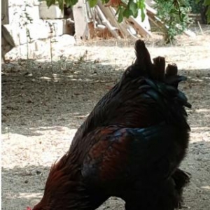 Brama xoruzu