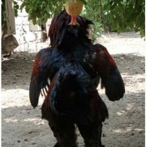 Brama xoruzu