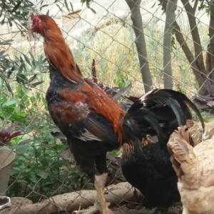 Quşlar