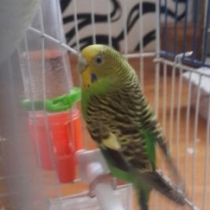 papuqaylar