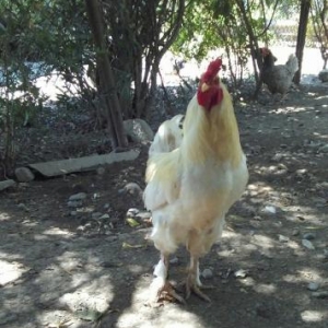 cins xoruzdu