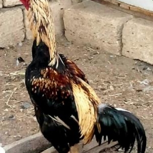 satılır