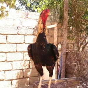 satılır