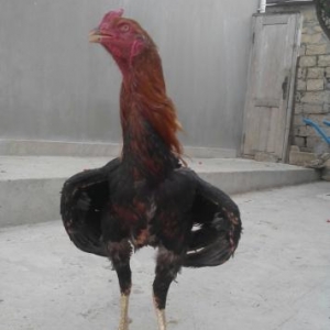 şekbadam xoruz 1 yaş 1 aylığdı iri heyvandır