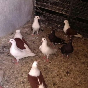 Quşlar