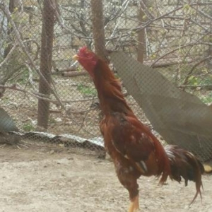2 yaşı var