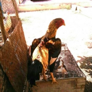 satılır