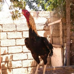 satılır