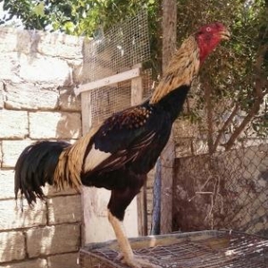 satılır