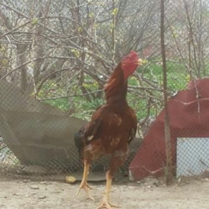 2 yaşı var