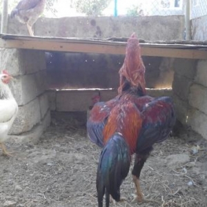 Quşlar