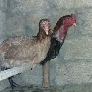 Quşlar
