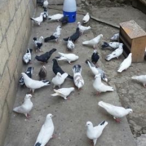 Goyercin