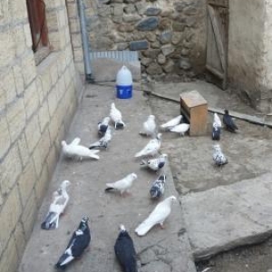 Goyercin