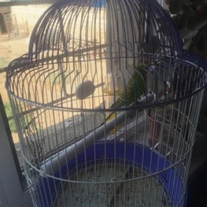 papuqay