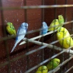 topdan qiymetlerle zoo magaza