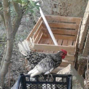 sibray satilir