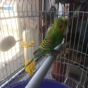 papuqay