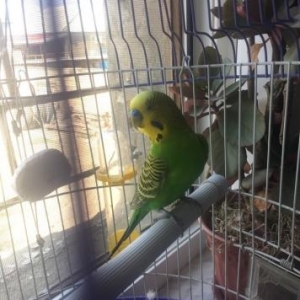 papuqay