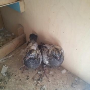 pakistan goyercinleri