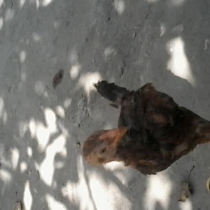 Heiyrati cucler