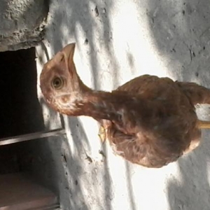 Heiyrati cucler