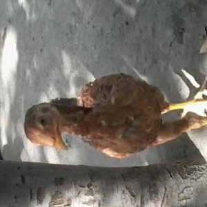 Heiyrati cucler